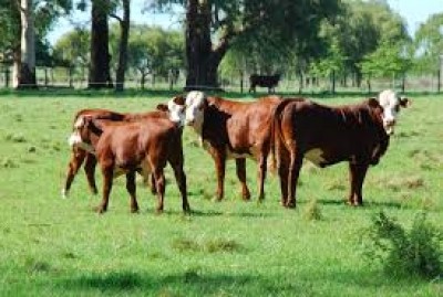 Ventas de ganado en pie crecieron un 11%