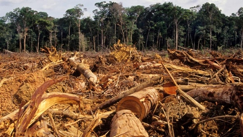 Sigue en aumento la deforestación de la Amazonia