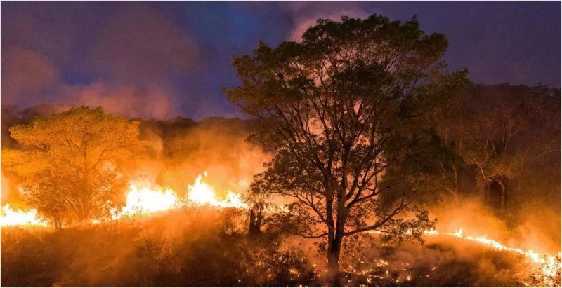 Arde el Pantanal: 2 millones de hectáreas quemadas