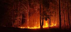 Incendios forestales ya quemaron 21.000 hectáreas