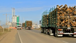 Exportaciones del sector forestal aumentaron 16,7%