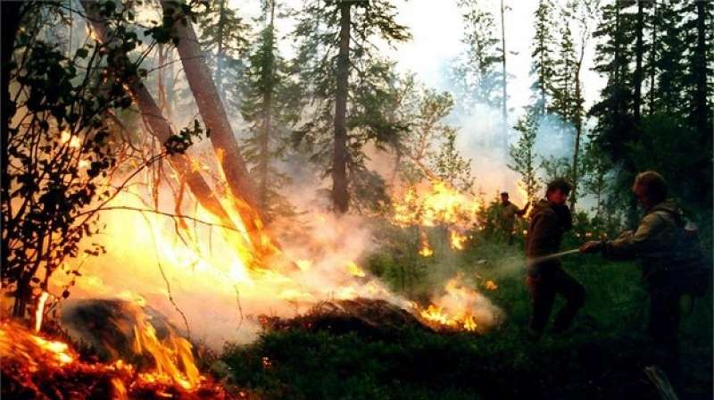 Incendios forestales alcanzan un millón de hectáreas