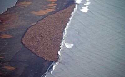 Miles de morsas en las costas de Alaska por falta de hielo