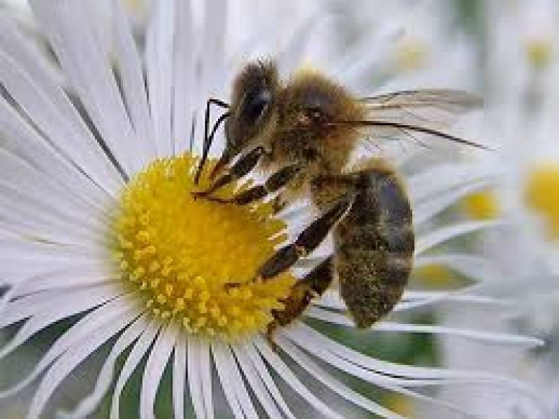 Si se mueren las abejas, también desaparecerán los alimentos