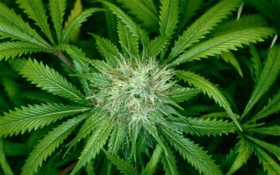 &quot;Historia del cannabis: una planta prohibida&quot; en la Casa Bertolt Brecht